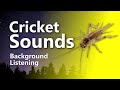 Relaxing Cricket Sounds for Sleep & Tinnitus Relief