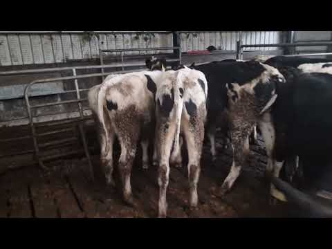 10 Pedigree  Holstein Heifers for sale - Image 2
