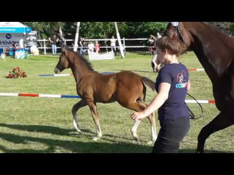 2017 colt Stakkato Gold x Casall Ask x Lansing