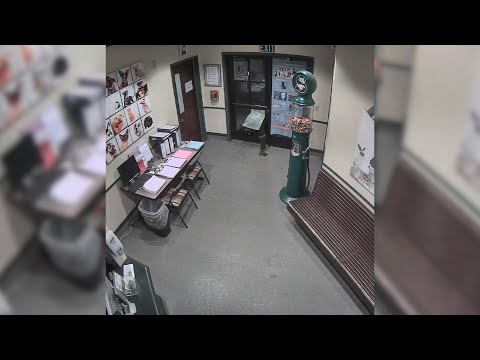 Najgłupszy złodziej na świecie