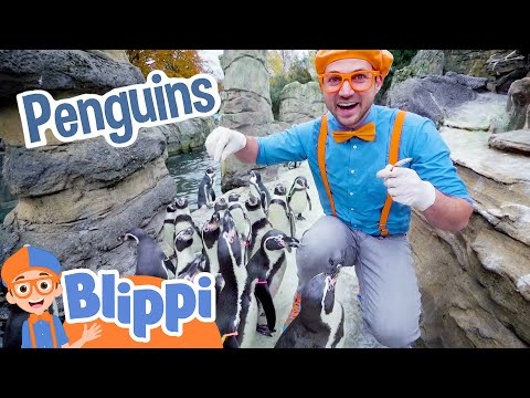 Blippi Visits Penguins at the Zoo! | Educational Animal Videos for Kids