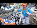 Blippi Visits Penguins At The Zoo Educational Animal Videos For Kids