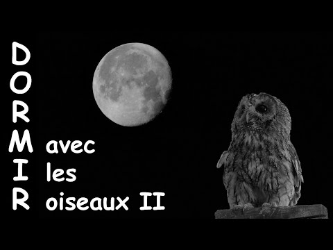 Chant des oiseaux de nuit dans une forêt - Comment retrouver le sommeil? - Méditation TV - Bruitage