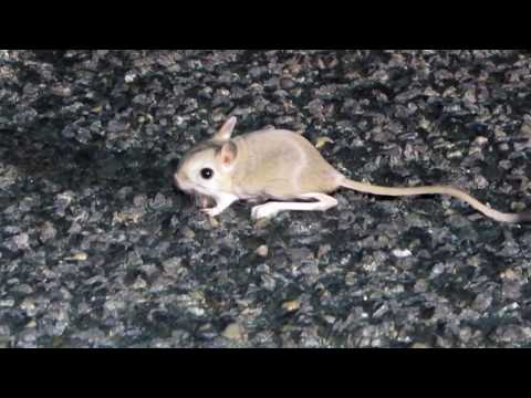 Tarbík egyptský malý (Jaculus jaculus) — Západná Sahara