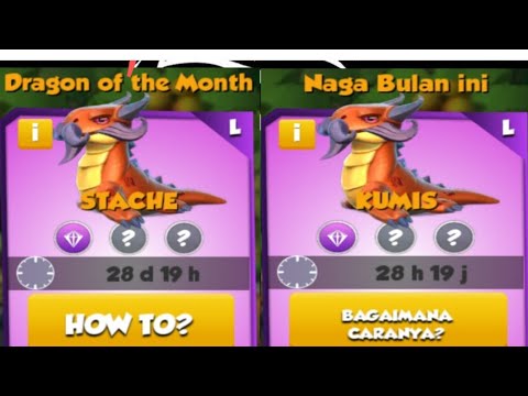 Stache dragon best combination for breed