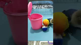 Birds know how to put the ball in the basket and ride #bird #smart #cute #funny