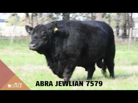 CIALE Alta Toro ABRA JEWLIAN 7579 - Angus Negro