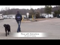 7-Month Old Akita Training Video - Dog Trainer ...