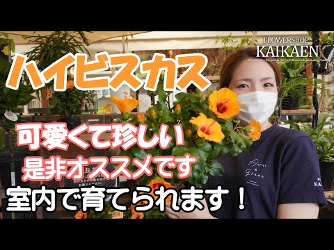 庭を見落としや熱波から守るテラスパラソル