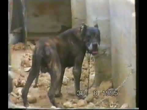 El Perro de Presa Canario en las Islas Canarias