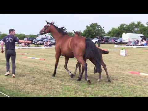 Holsteiner Fohlenschau Föhr 2025 | SF | Big Star – Clarimo | V. Ninulescu