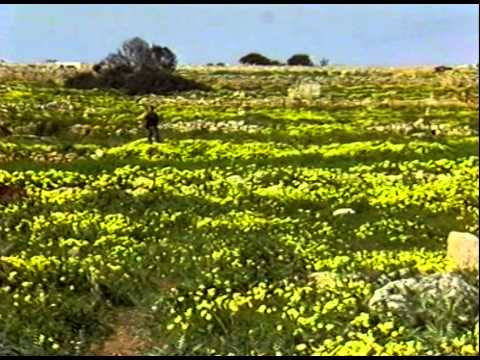 Sejha Gdida  - David Azzopardi