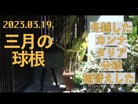 カンナの越冬: 寒い季節をこうして生き抜く 植物