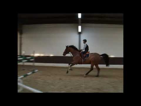 ALWAYS HAPPY 8j. Lehrpferd L-Spr. u. A-Dres. platziert VB 12.000,- Euro