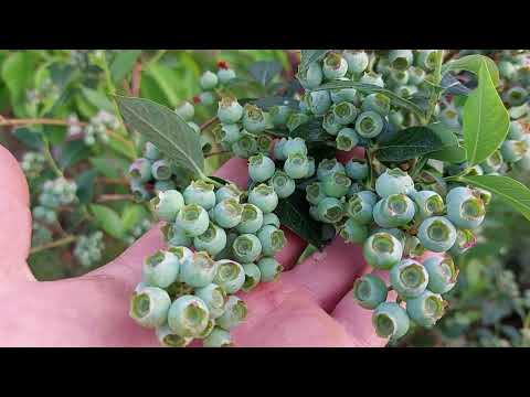 Heidelbeeren im Garten oder Kübel pflanzen anbauen #blueberries #Gardening #Blaubeeren #yabanmersini