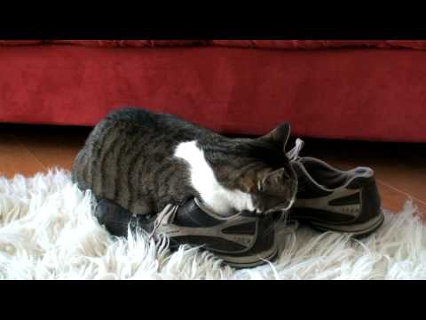 Nyssa's Shoe Problem