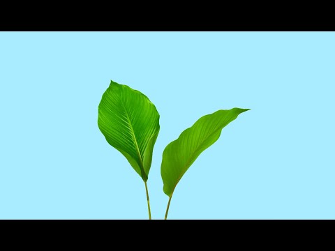 Mitch Murder - Special Stage