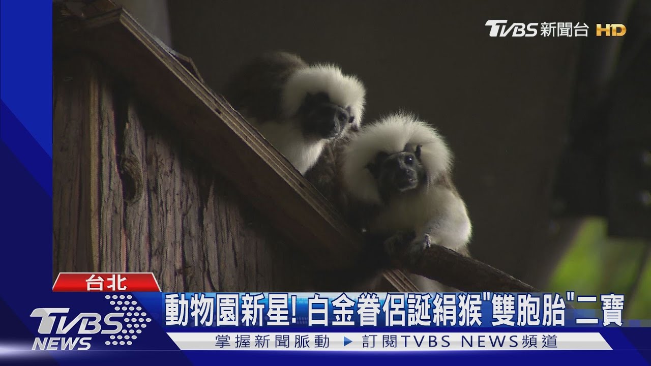 動物園新星! 白金眷侶誕絹猴「雙胞胎」二寶