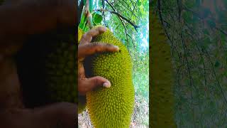 Download lagu பலாப்பழம் முதிர்ச்சி அறிகுறி ? - Jackfruit #jackfruit #fruit #collection #orchid #video #homegarden mp3