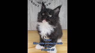 Xander and his adorable whiskers! #cat #mainecoon #kitten