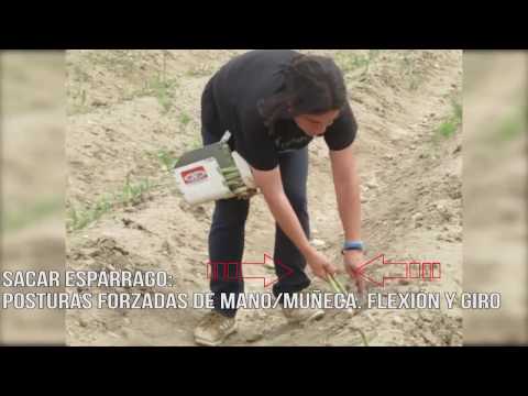 Fotograma del vídeo: Riesgos ergonómicos en el sector del espárrago