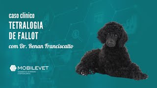 Tetralogia de Fallot - caso clínico com Dr. Renan Franciscatto