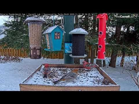 Mixed Flock Of Boreal Birds Visits Ontario FeederWatch Cam – Nov. 16, 2020