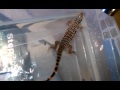 Juliet Swimming 3gp