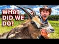 Can We Bring An Antelope Back To Life