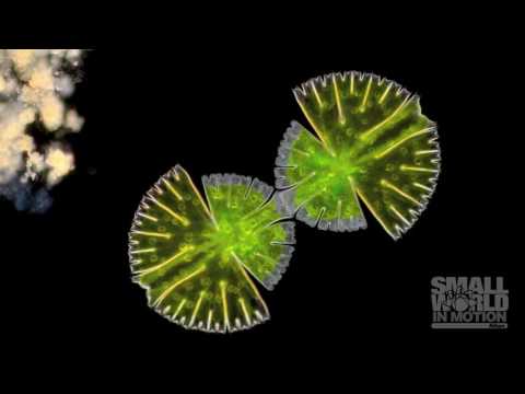Micrasterias Rotata Cell Division | 2016 Nikon Small World