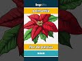 poinsettia - flor de pascua video thumbnail