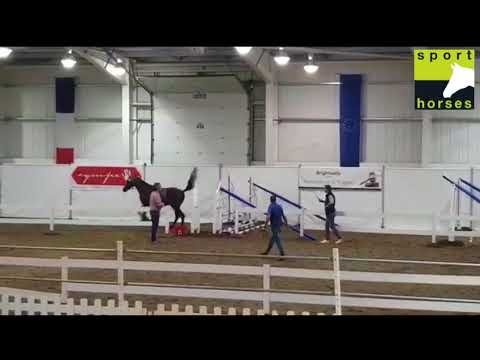 Holstein | Casalito | Clarimo ASK