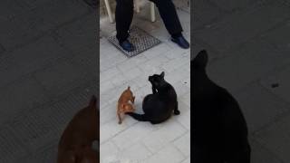 Cane e gatto