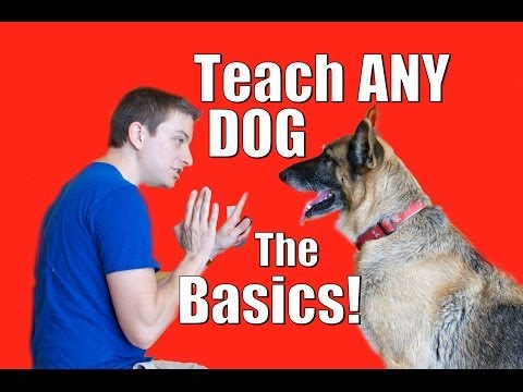 Dog Training 101: How to Train ANY DOG the Basics - YouTube