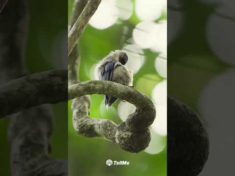 Did You Know? Meet the Velvet Fronted Nuthatch - The Tree Hopper 🌴