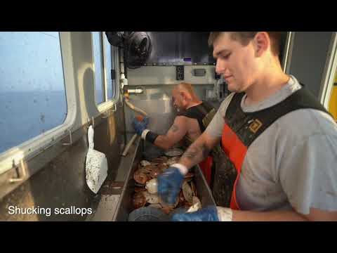 Boat to Table: Scallops