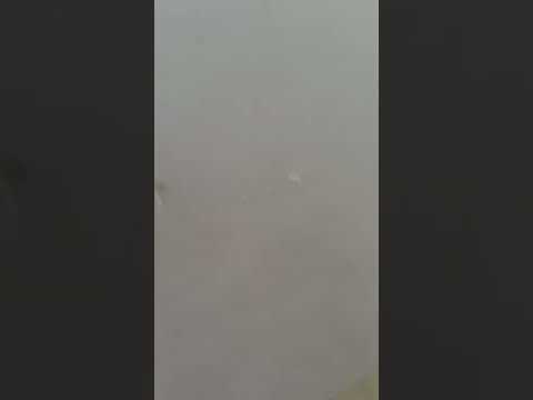 Verdefiori Garden Center - vaso Millennium Cube di Deroma con ruote