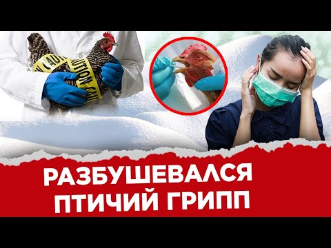 Разбушевался птичий грипп - Дайджест новостей