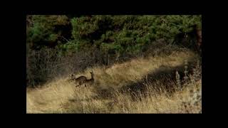 Широка поляна