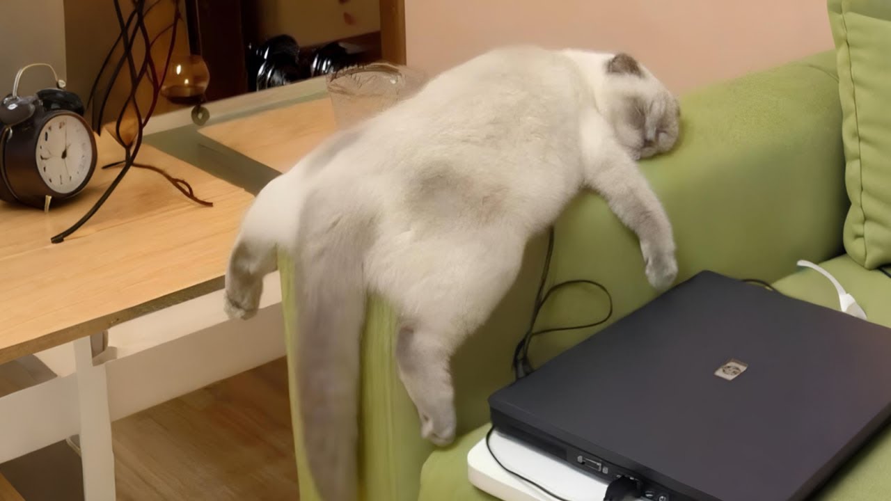 When you own the laziest cat in the world