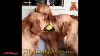 ❤️Eu queria ser civilizado como os animais ROBERTO CARLOS  O PROGRESSO