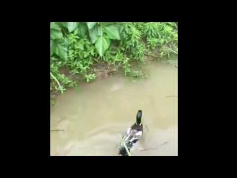 funny duck annoying dog