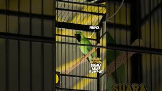 Download lagu Suara DAR DER DOR Gaya JAMTROK‼️Terjual 35 JUTA Cucak Ijo NMAX Ridho POAL di ZHK ARENA Cirebon mp3 Download lagu Suara DAR DER DOR Gaya JAMTROK‼️Terjual 35 JUTA Cucak Ijo NMAX Ridho POAL di ZHK ARENA Cirebon mp3