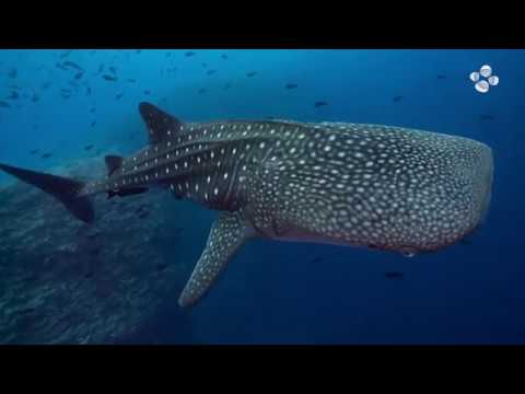 Whale Shark hot spot offers new conservation insights