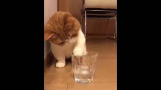 氷に興味深々な子ネコ ️     猫好きさんと繋がりたい 猫のいるくらし 猫 #shorts