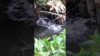 Download lagu Spot rawa2 #senargapuk #mancing mp3