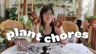 PLANT CHORES | repotting tons of hoya & checking on air layered plants!