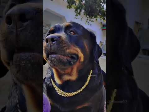dogs growling sound 🐕‍🦺🔥#dog #shortvideo #shortsviral #viral #rottweiler #youtubeshorts