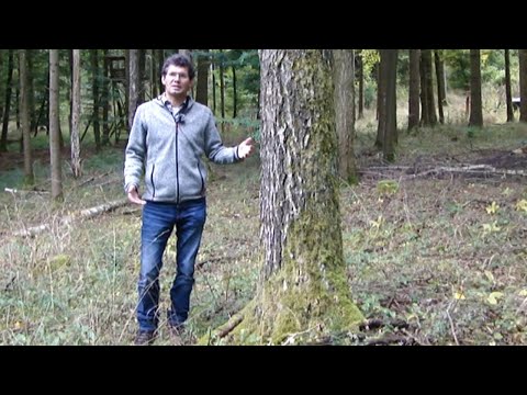 Waldwirtschaften Kompakt - Eine dicke Birke