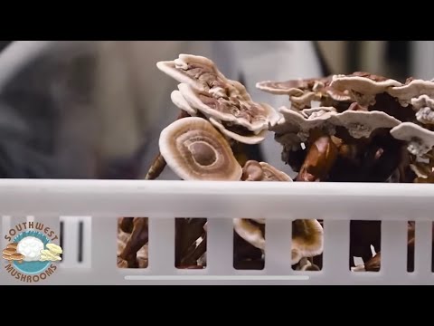 How We Grow and Harvest Reishi Mushrooms | Functional Fungi | Southwest Mushrooms